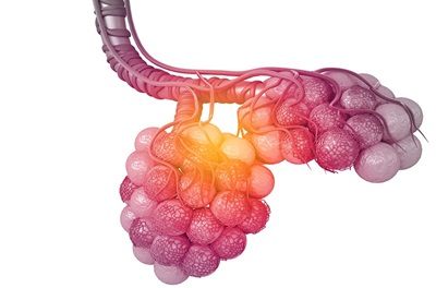 colorful animation of Lung Alveoli 
